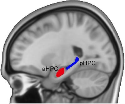 Differential Age-Related Changes in Structural Covariance Networks of Human Anterior and Posterior Hippocampus